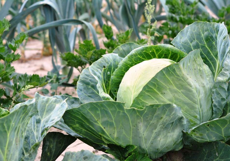 Le verdure dell'orto Cosa mangiare nel mese di dicembre Locanda dei Tintori